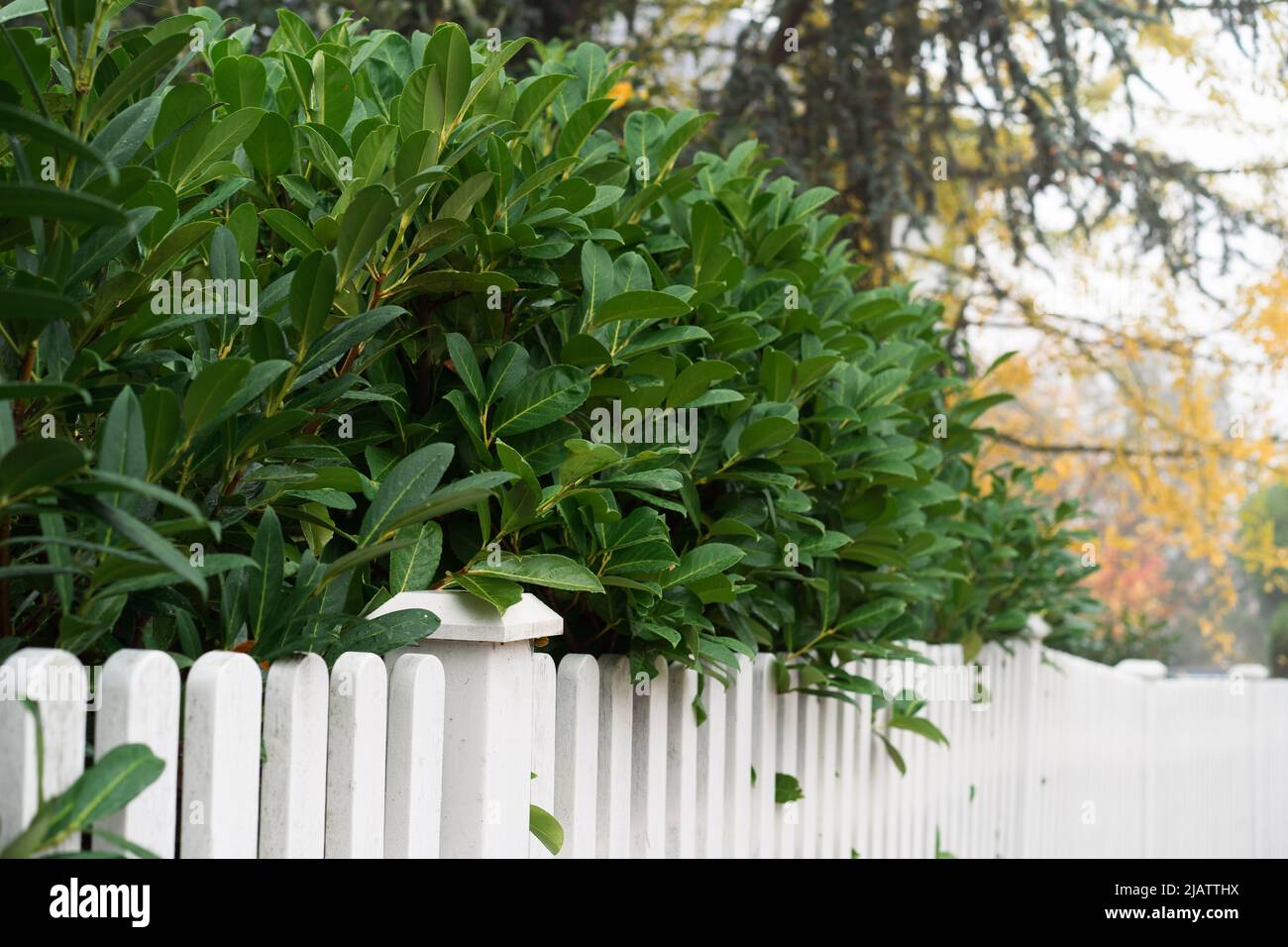 White fence and green grass Stock Photo - Alamy