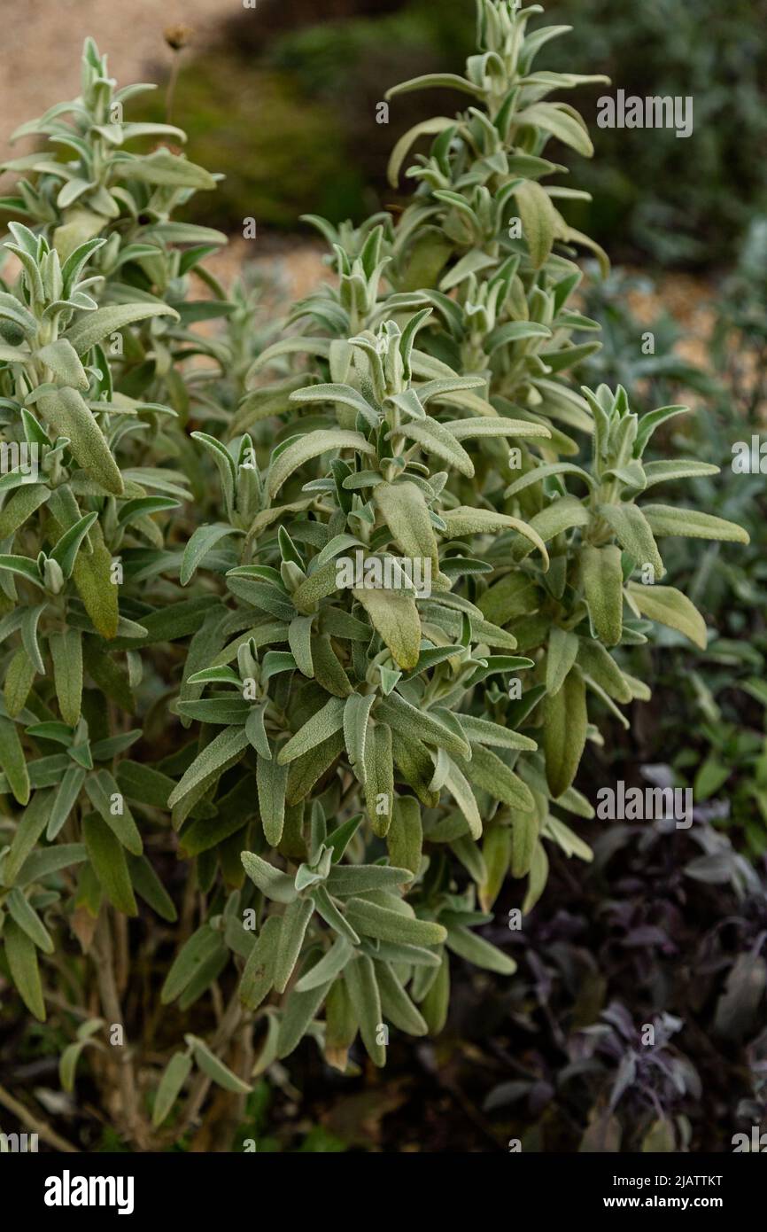 A large common sage plant growing in a Yorkshire garden. Stock Photo