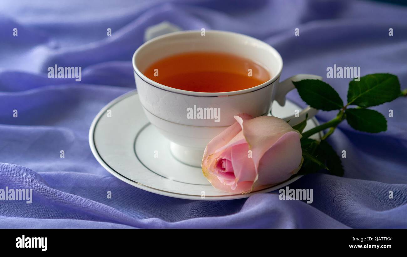 A cup of tea and a pink rose on a purple background. Stock Photo