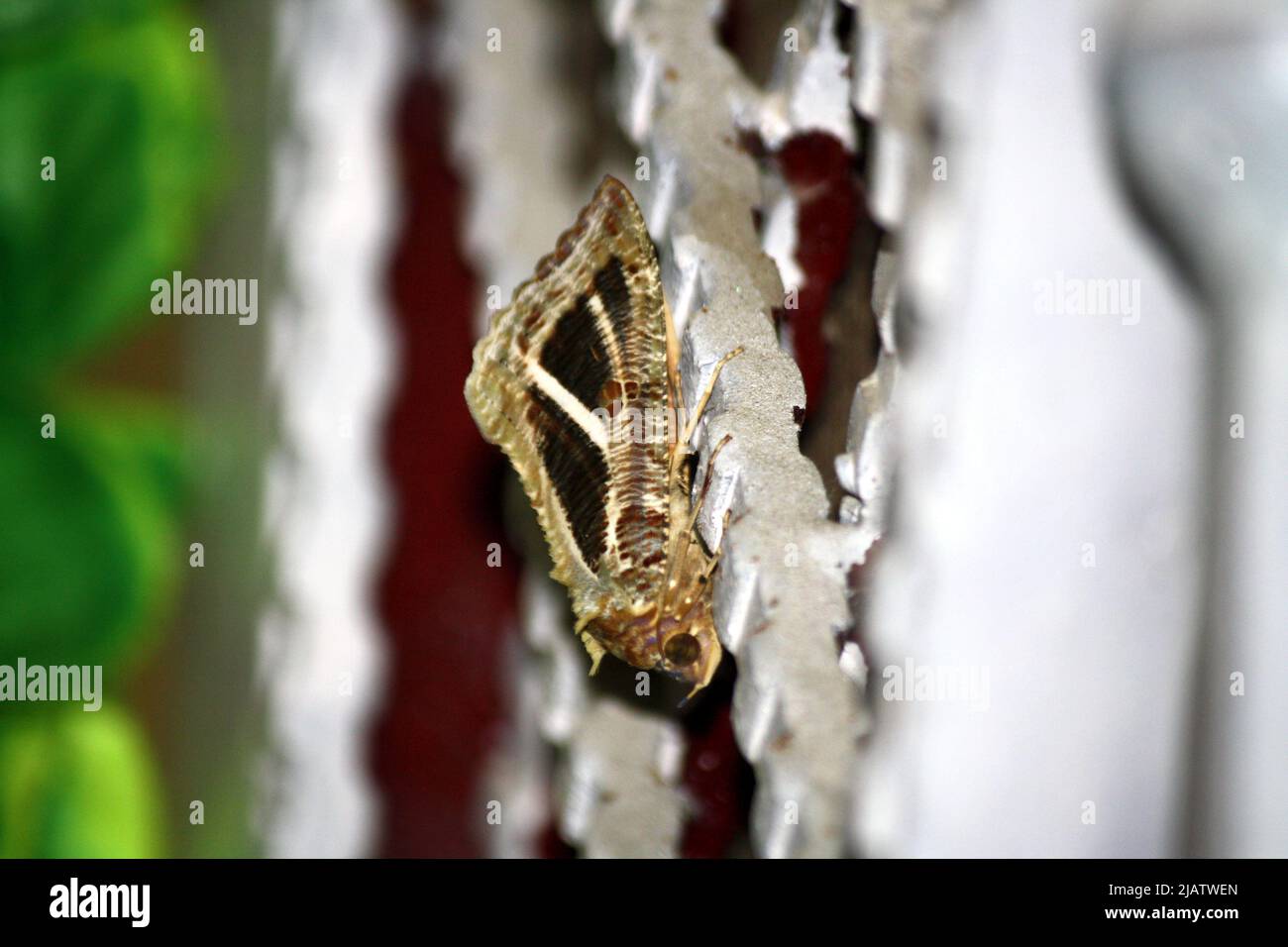 Dot-underwing moth (Eudocima materna) resting on an iron door : pix SShukla Stock Photo