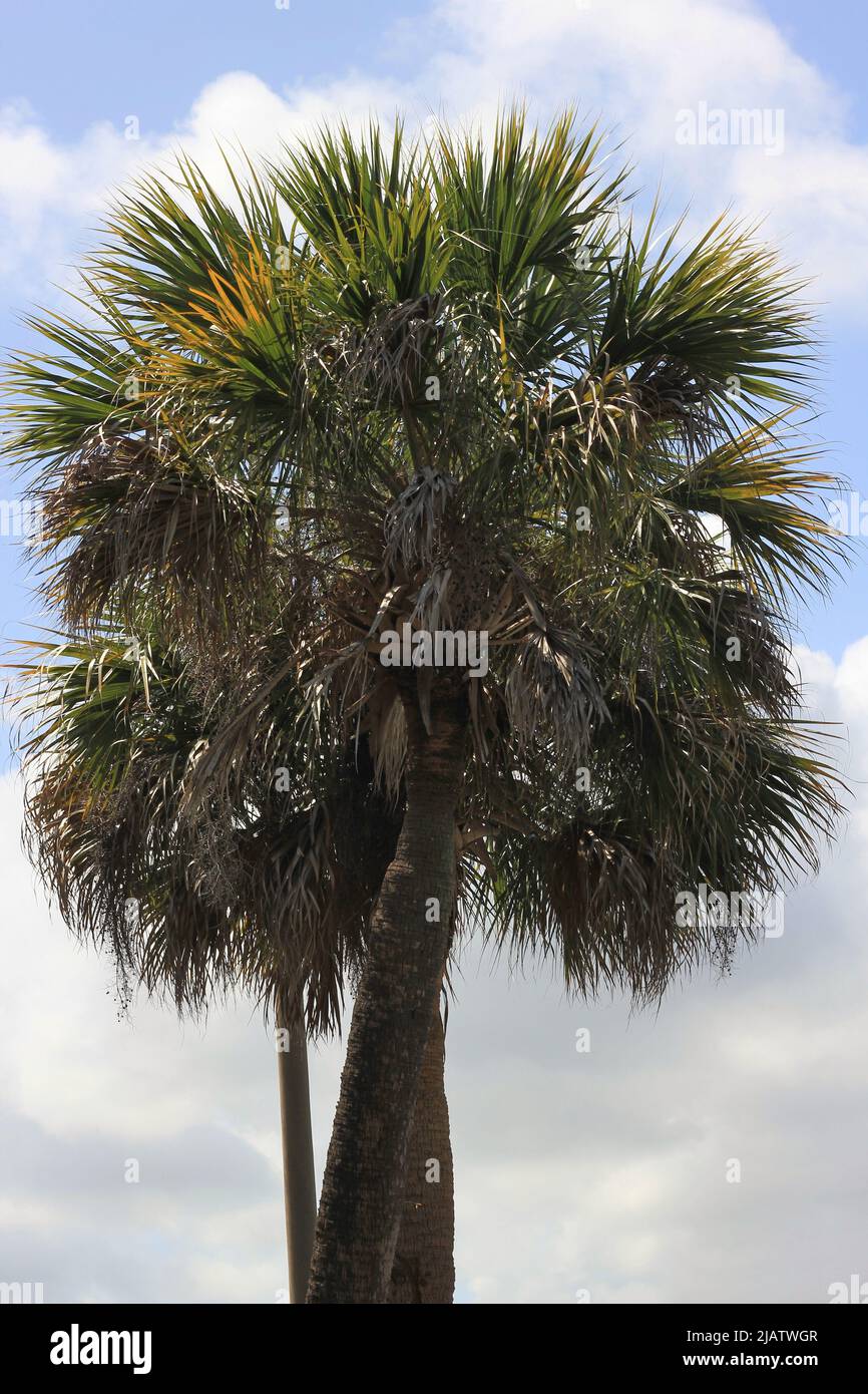 Beautiful palm trees with branches and fronds growing in the tropical ...