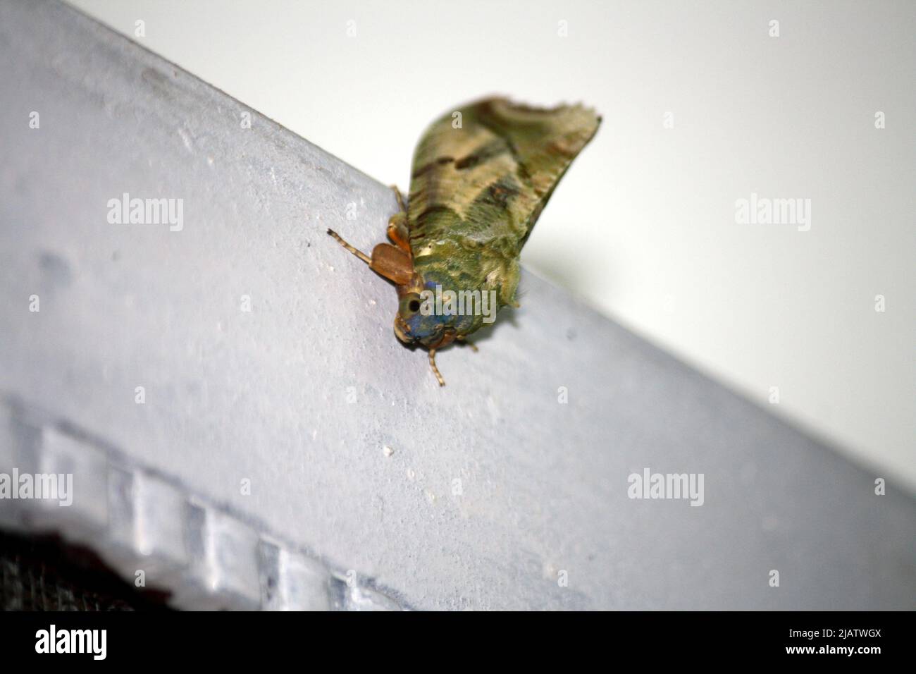 Dot-underwing moth (Eudocima materna) resting on an iron door : pix SShukla Stock Photo