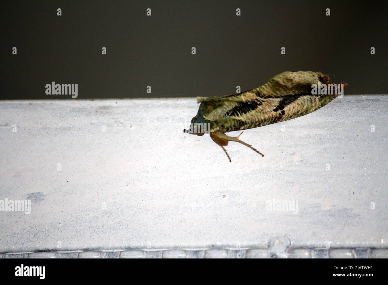 Dot-underwing moth (Eudocima materna) resting on an iron door : pix SShukla Stock Photo