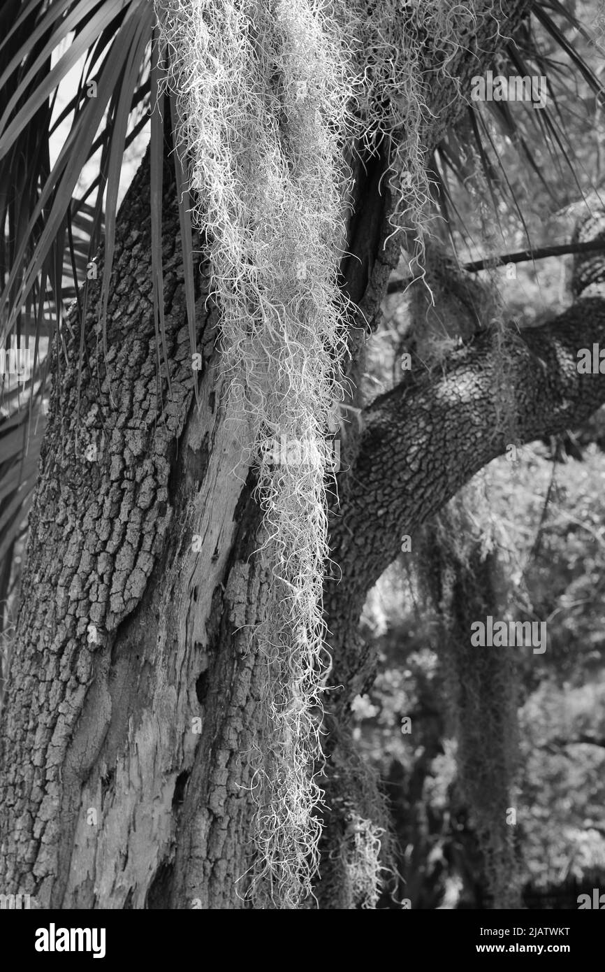 Spanish moss dripping from a tropical tree growing in the meadow in