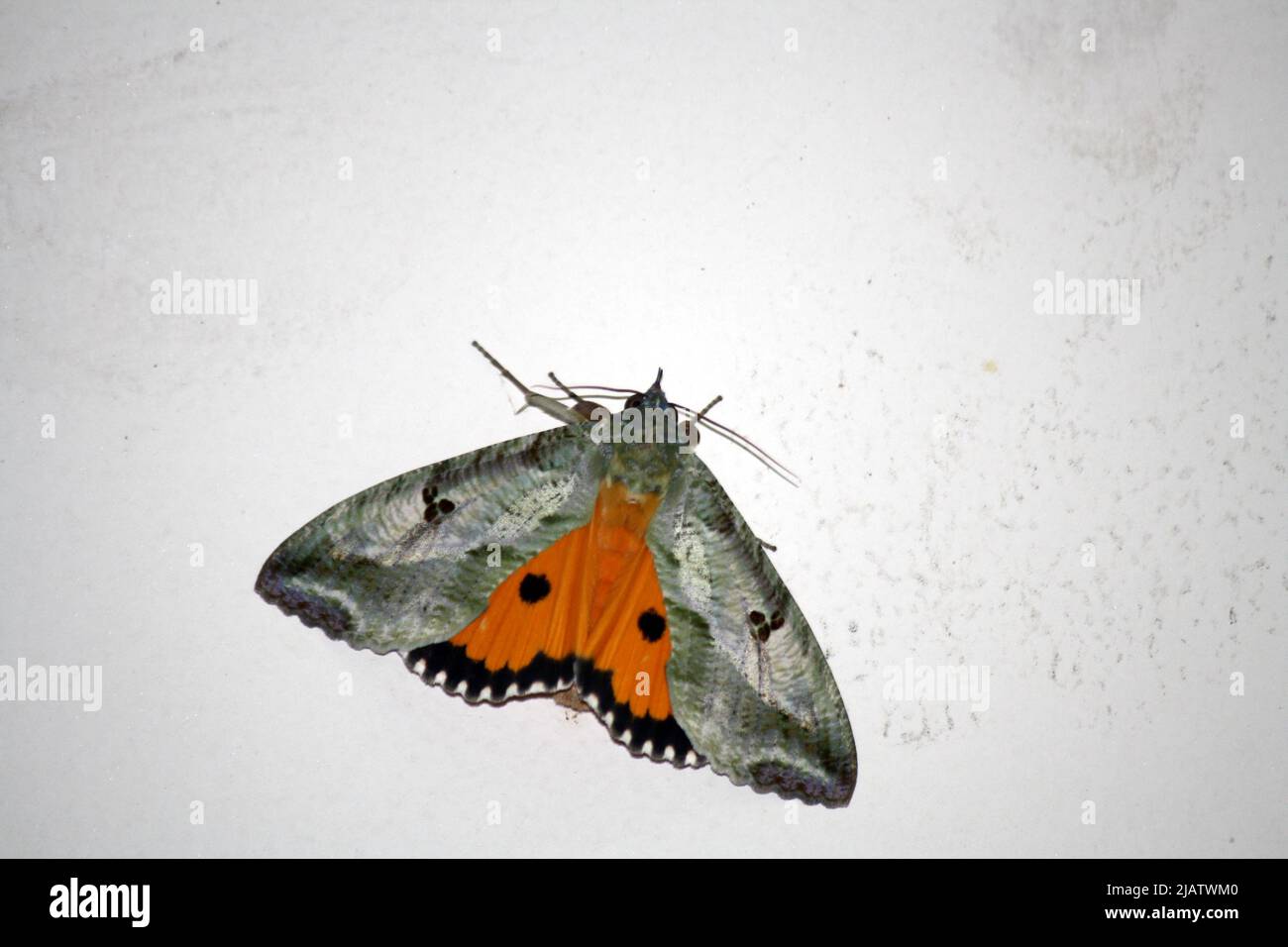 Dot-underwing moth (Eudocima materna) resting with wings spread : pix SShukla Stock Photo