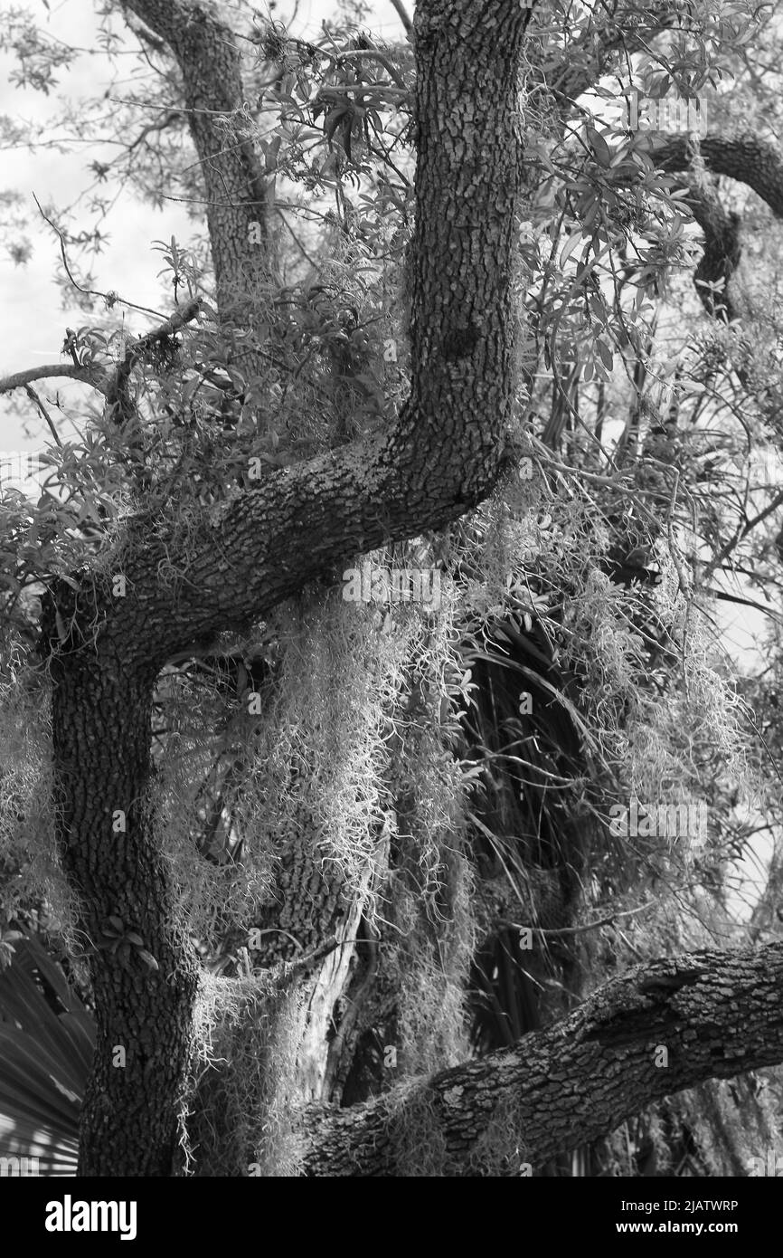 Spanish moss dripping from a tropical tree growing in the meadow in