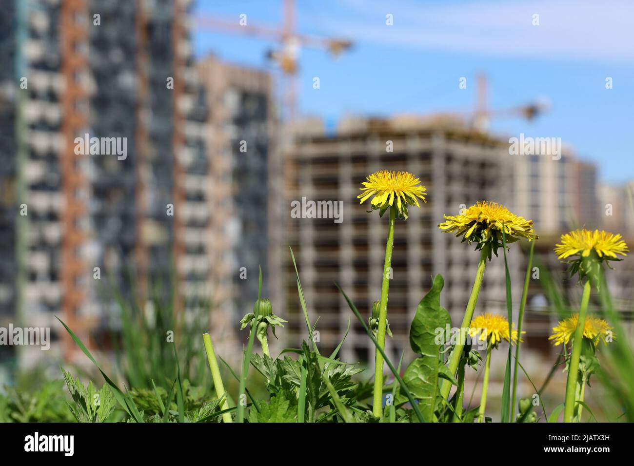 Dandelion flowers on green lawn on background of construction cranes and new residential buildings. Concept of real estate in ecologically clean area Stock Photo