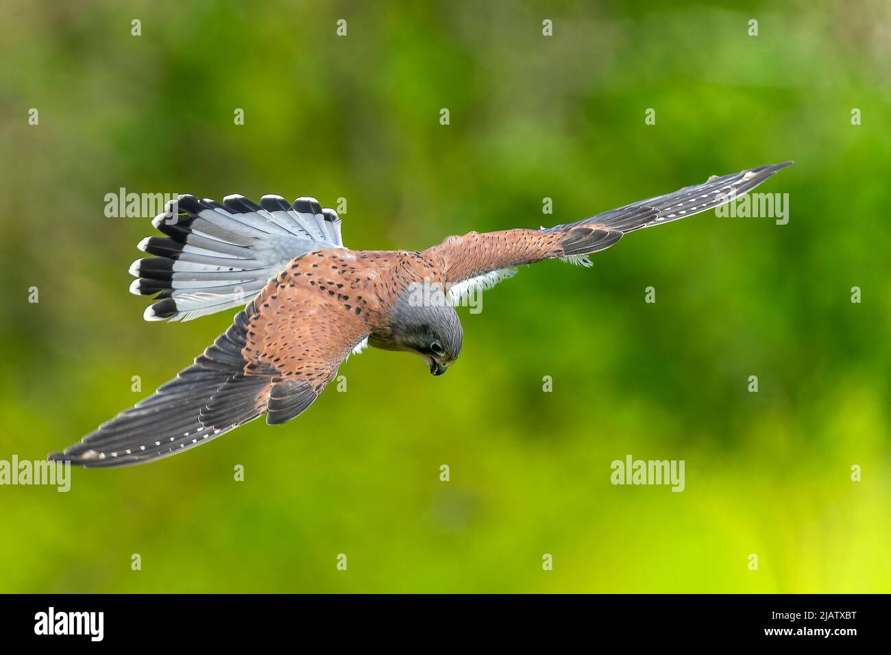 Kestrel (Falco tinnunculus) bird of prey flying low in flight, stock photo image Stock Photo