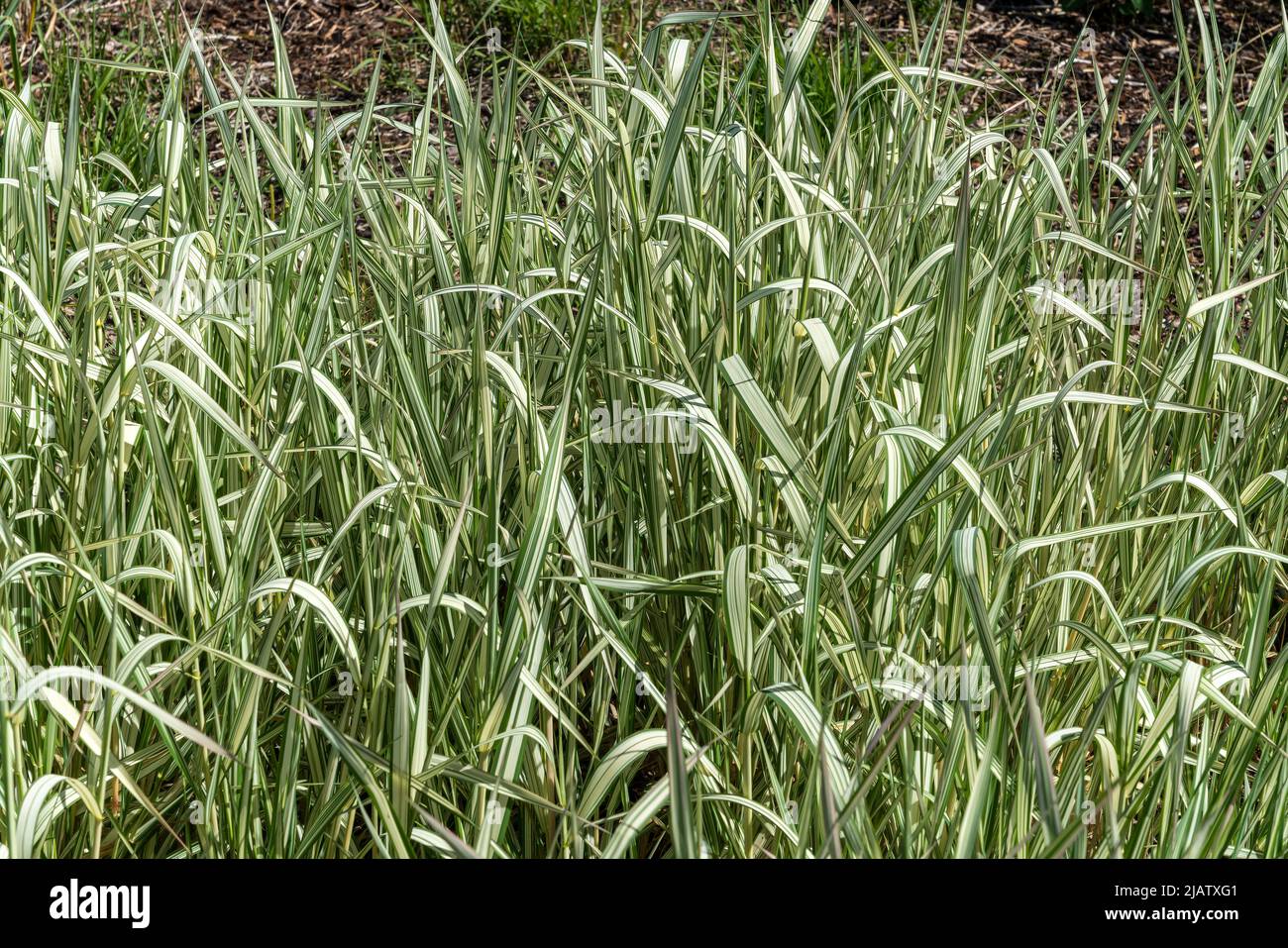 Phalaris arundinacea var picta 'Feesey' a perennial striped grass plant commonly known as Ribbon Grass or Gardener's Garters, stock photo image Stock Photo