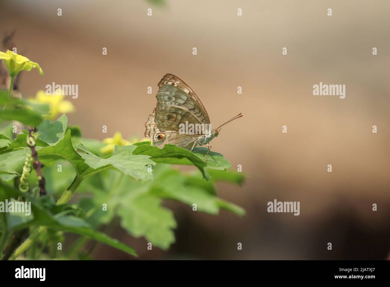 Junonia atlites, grey butterfly sitting on leaf of bitter gourd leaf. Stock Photo