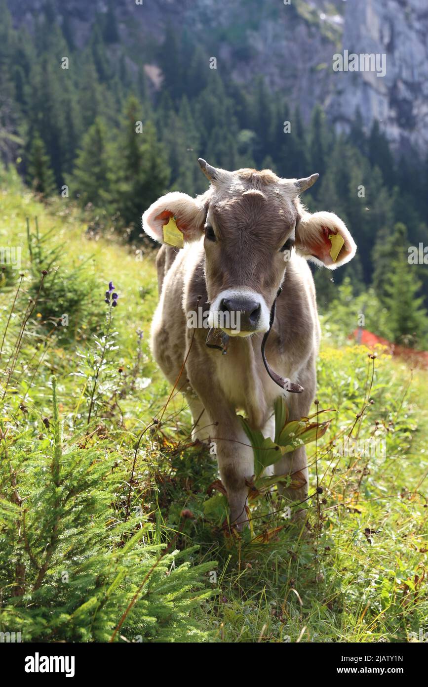 Young calf with small horns on a bavarian alpine pasture Stock Photo