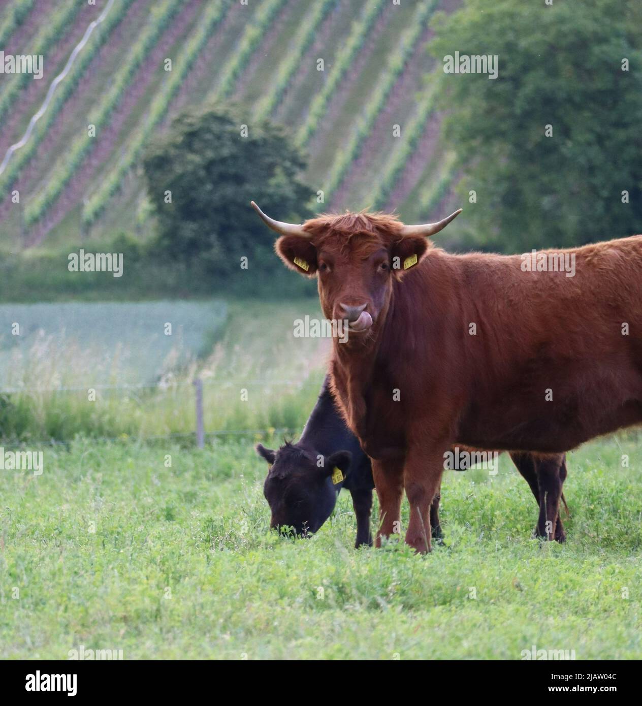 a Pair of Dexter cattle grazes in a Meadow Stock Photo