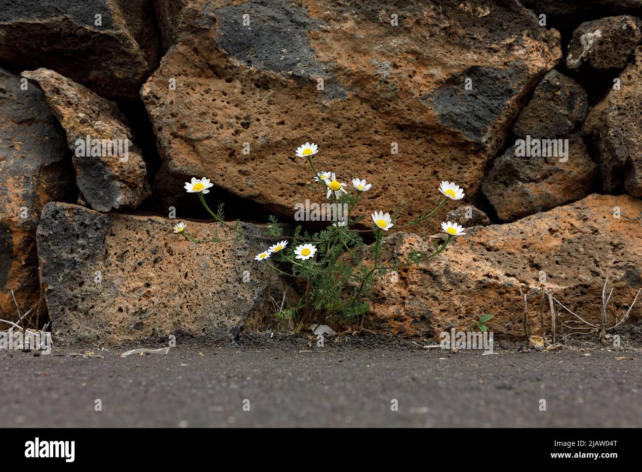 flowers growing in a crack in the wall Stock Photo - Alamy