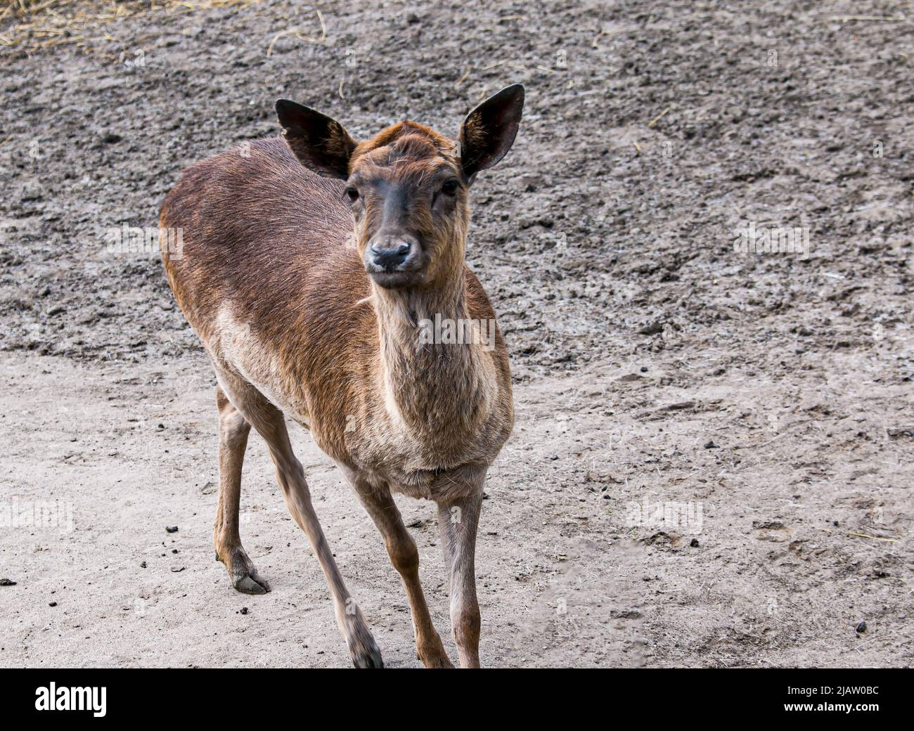 Young roe deer in spring hi-res stock photography and images - Alamy