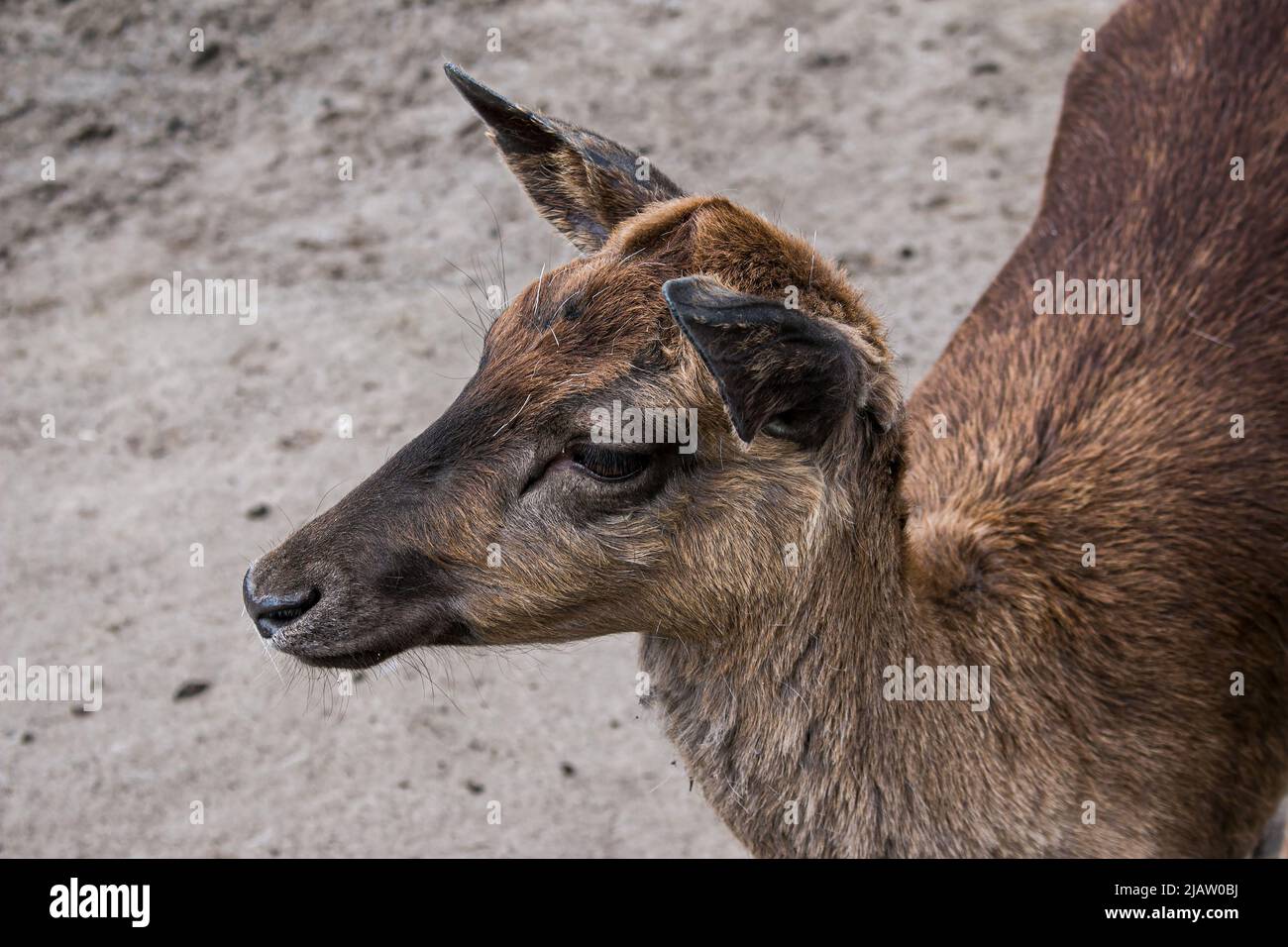 Young roe deer in spring hi-res stock photography and images - Alamy