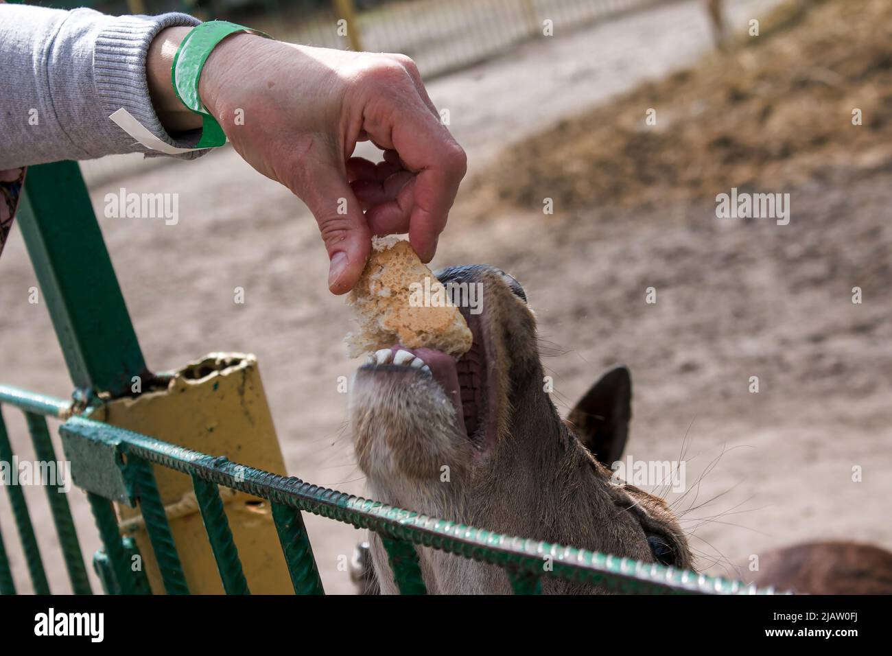 Deer head closeup hi-res stock photography and images - Page 12 - Alamy