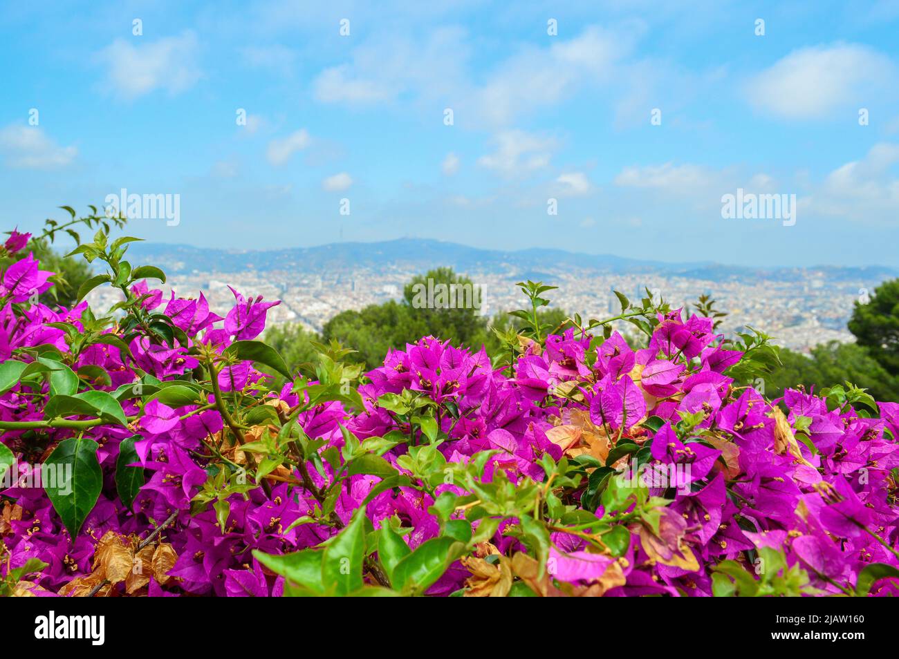 Violet bougainvillea in the foreground with landscape in the background Stock Photo