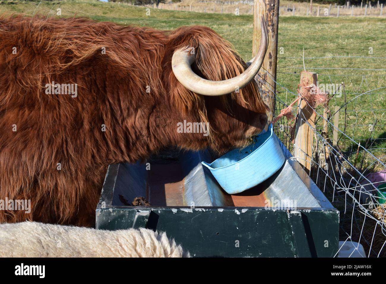 Highland Cow Scotland UK Scottish Highlands Stock Photo - Alamy