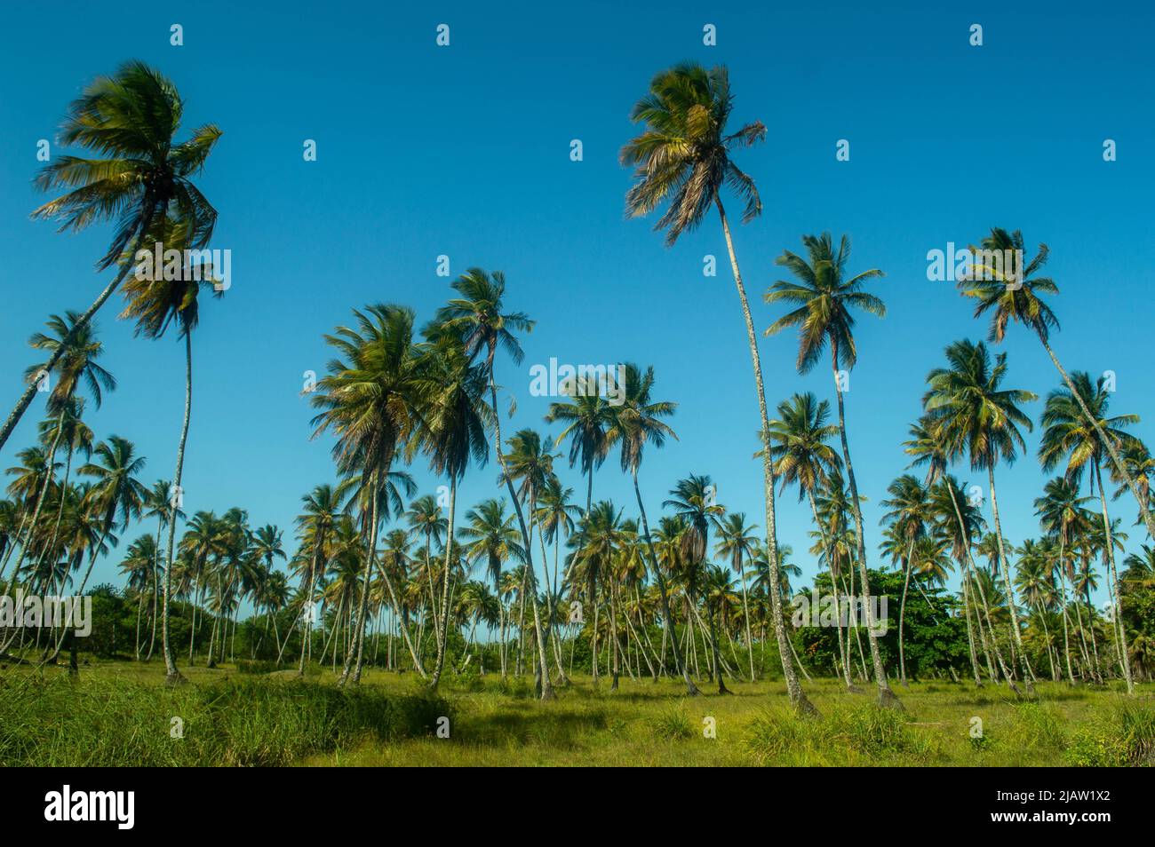 landscape with palm trees Stock Photo