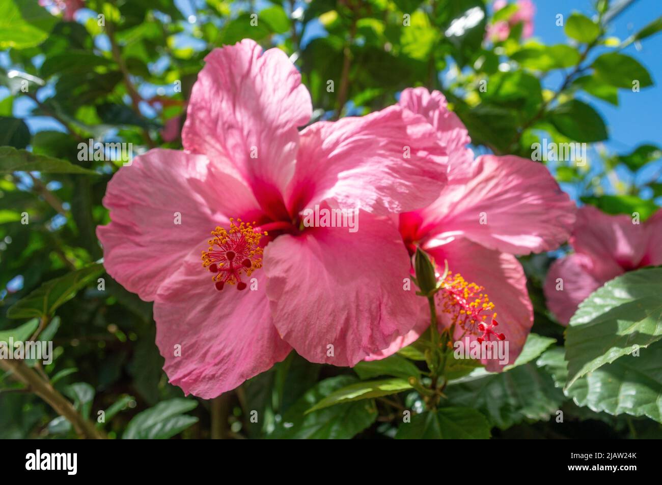 Rose mallow pink Stock Photo