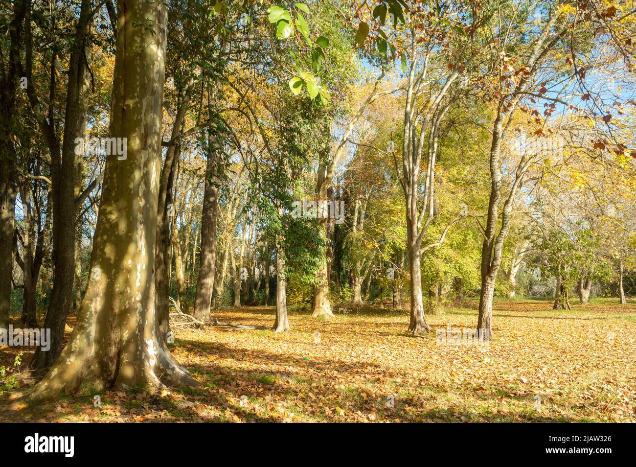 Landscape of a forest in autumn Stock Photo
