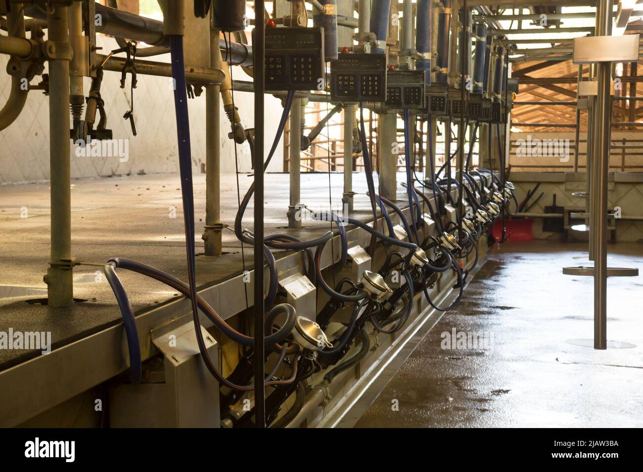 Automated milking line Stock Photo
