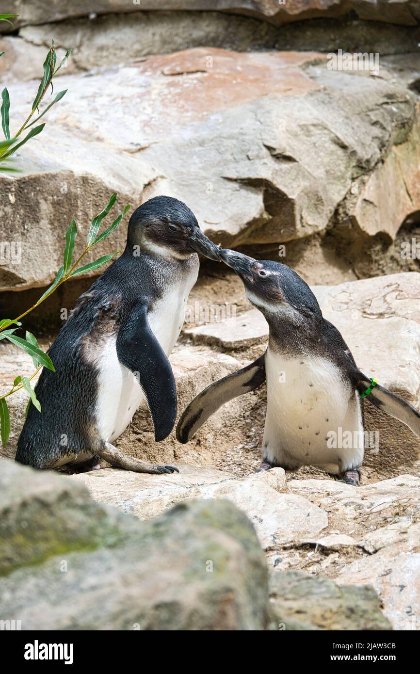 kissing penguin. black and white birds as a couple on land. animal photo close up. detailed shot Stock Photo