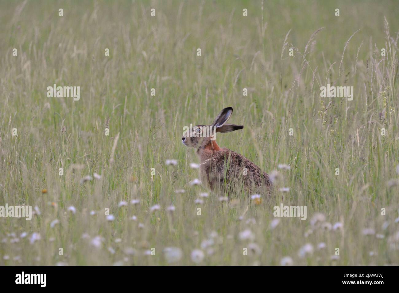 wild hare sitting in the meadow Stock Photo