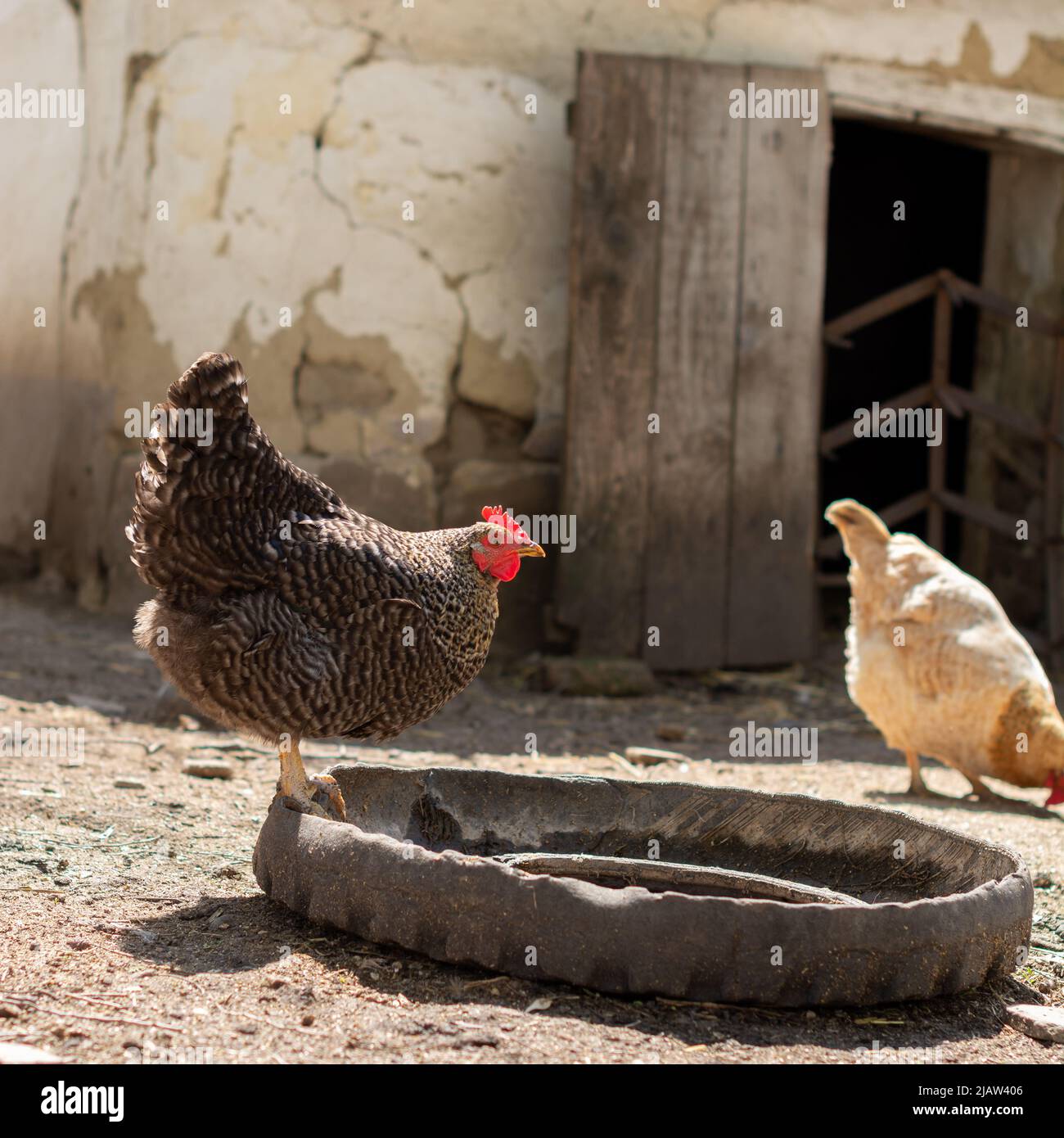 The Plymouth Rock chicken is standing on a poultry drinker made of an old tyre cut in half. Stock Photo