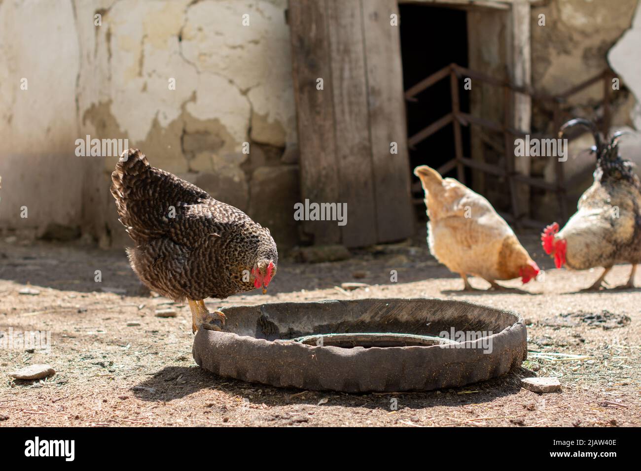 The Barred Plymouth Rock is standing on the edge of a poultry waterer. Stock Photo