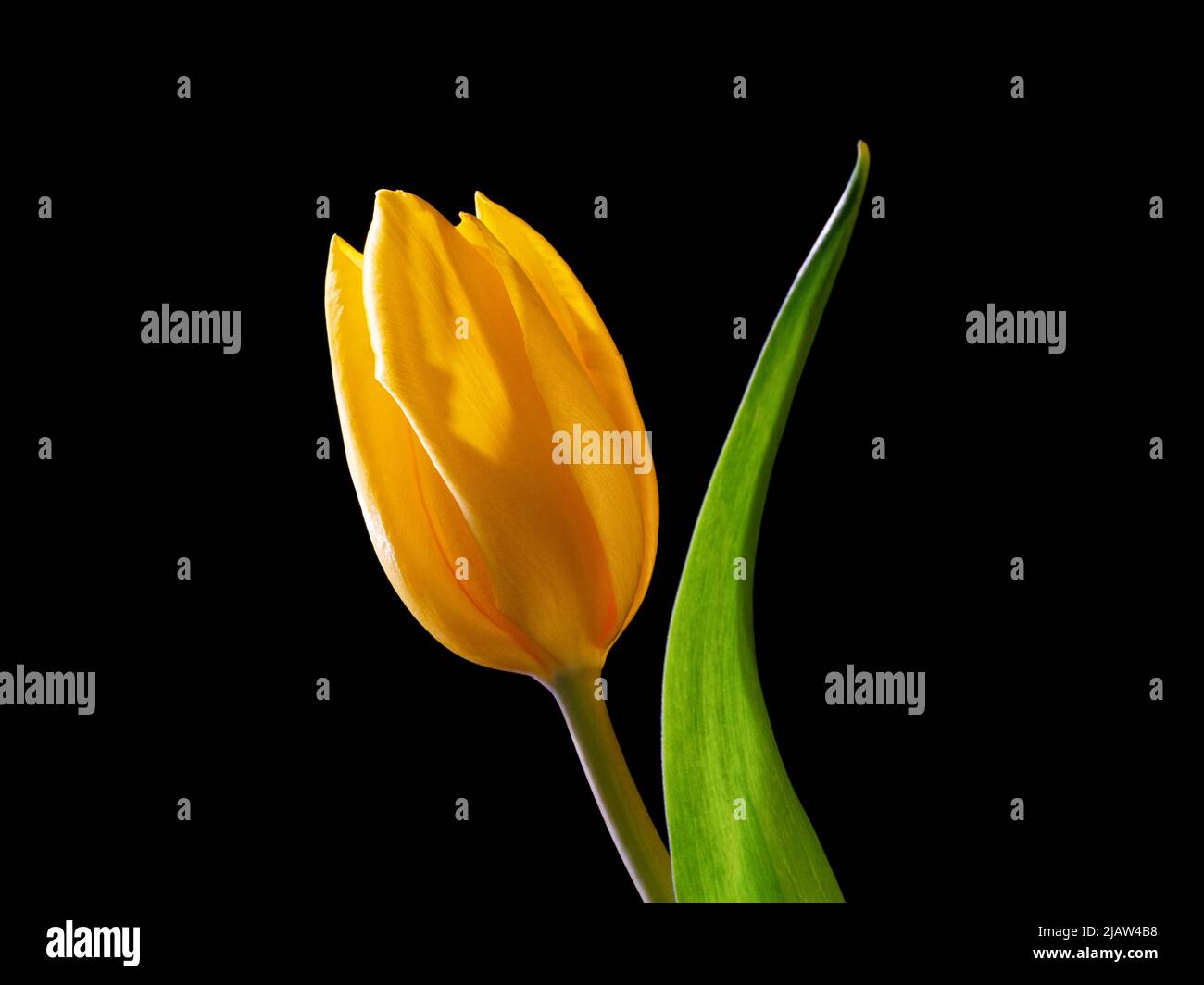 Yellow tulip flower with green leaf close up isolated on black background Stock Photo