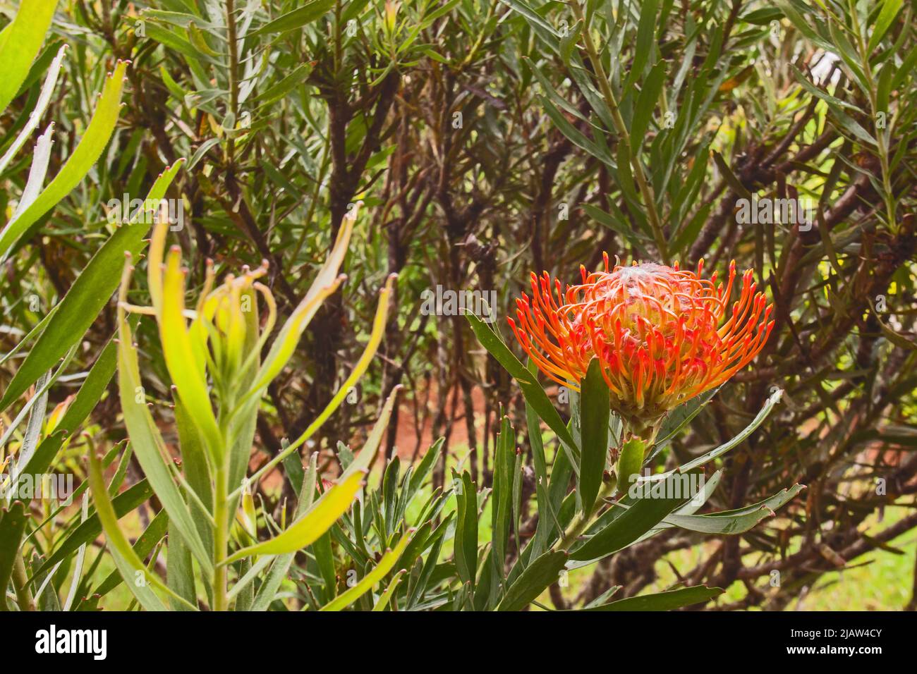 A single Picushion Protea flower. (Leucospermum cordifolium) Stock Photo