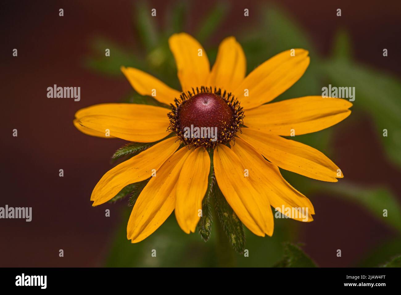 Yellow Coneflower (Echinacea paradoxa) the only yellow Echinacea species Stock Photo