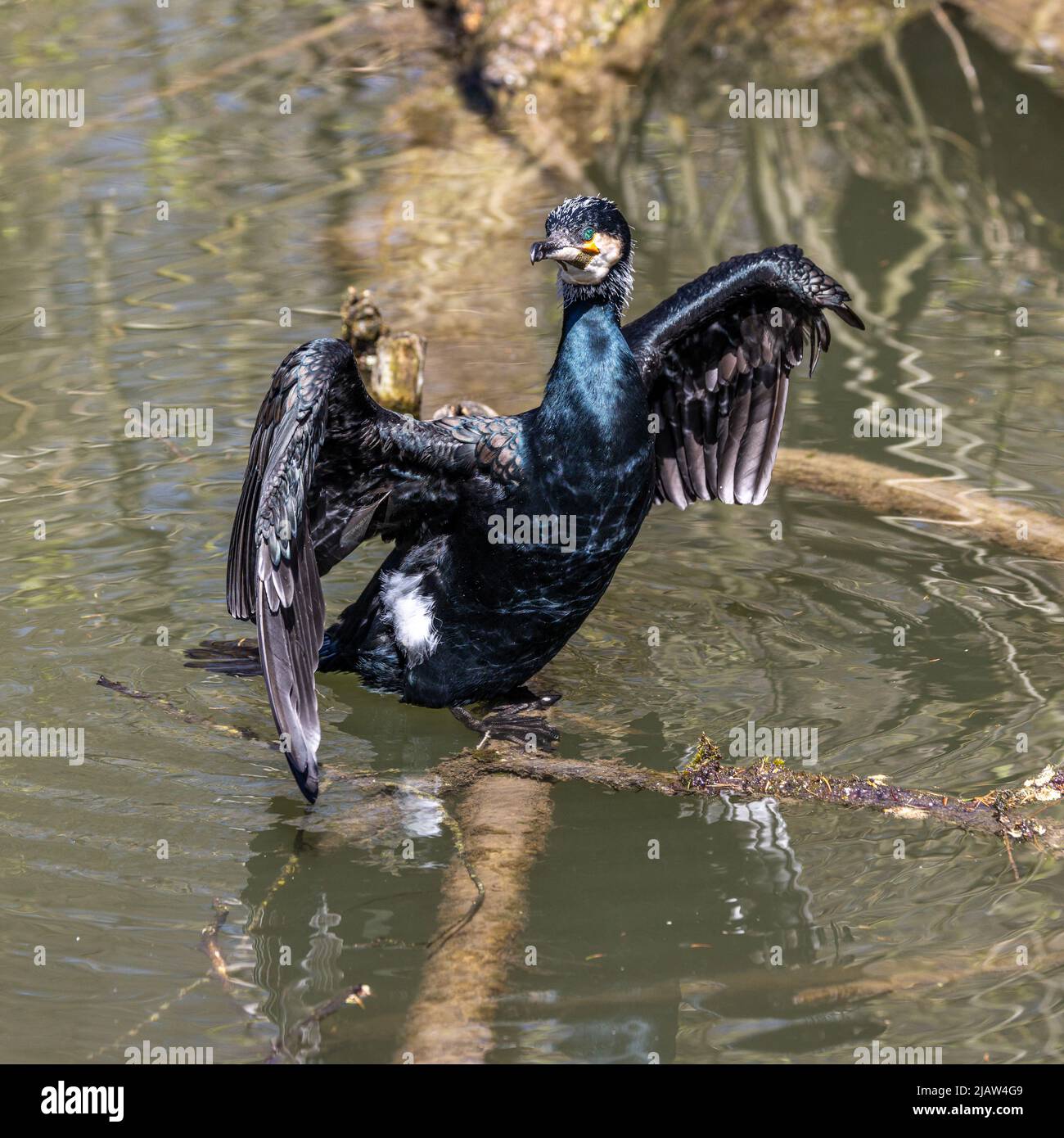 The great cormorant, Phalacrocorax carbo known as the great black