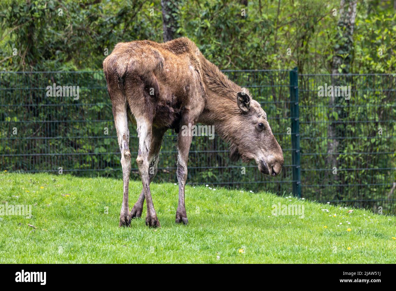 European Moose, Alces alces, also known as the elk. Wild life animal ...