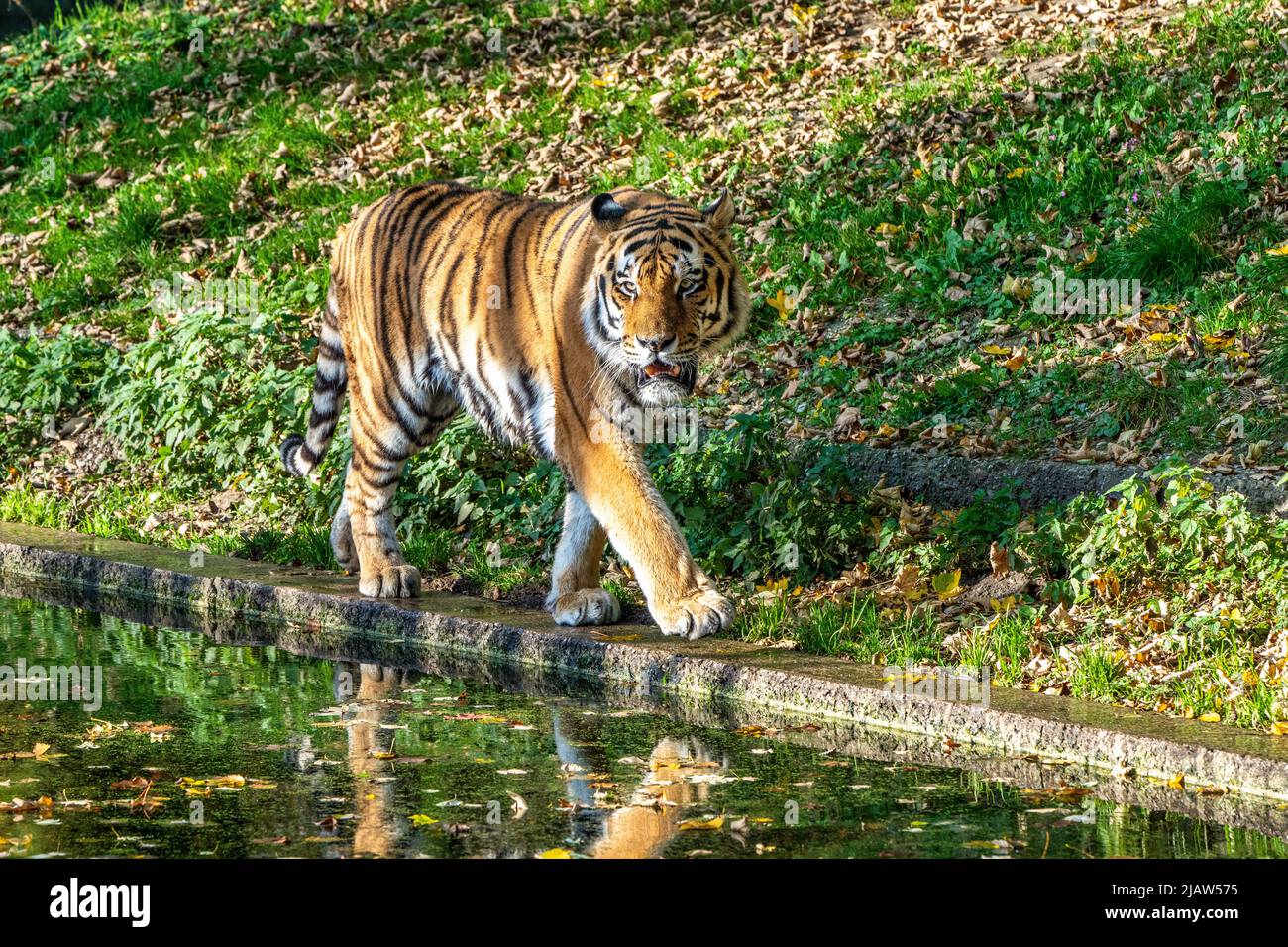 The siberian tiger panthera tigris altaica is the biggest cat in the