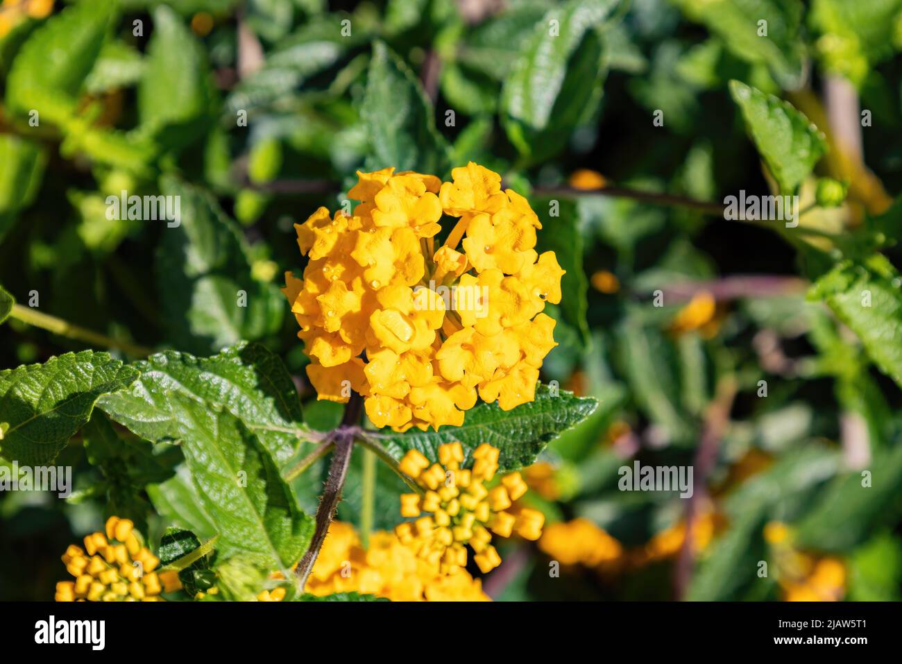 Lantana camara, Verbenaceae family. It's a Mediterranean garden plant highly appreciated for the amount of flowers it offers us and for the long perio Stock Photo