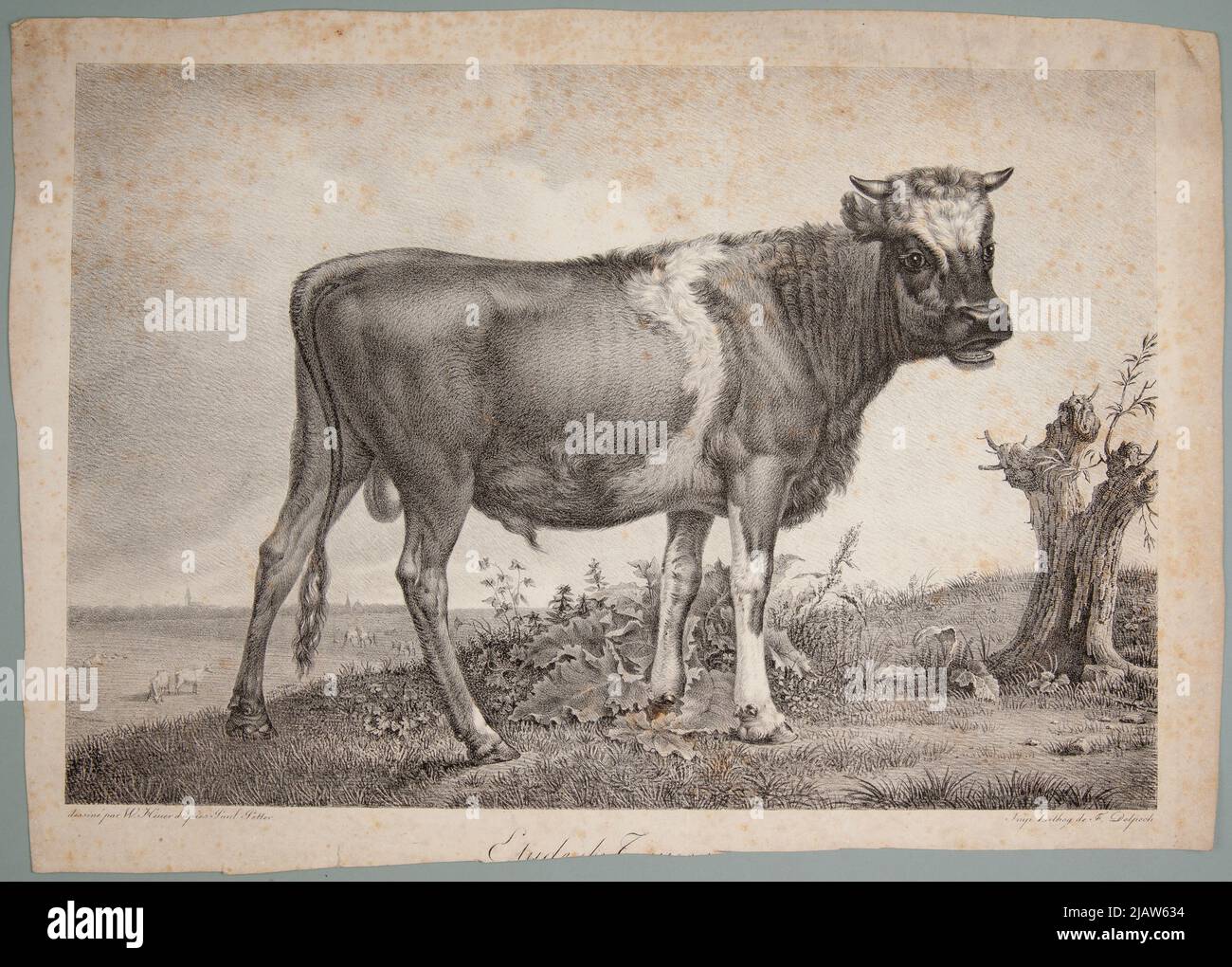 A young bull standing in the meadow, turned to the right (according to Paulus Potter) Delpech, Franiscopi (1778 1825), gete,. W., Potter, Parous, Paulus (1625 1654) Stock Photo