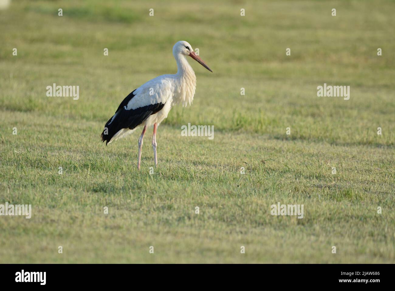 Storch storch storch storch hi-res stock photography and images - Alamy