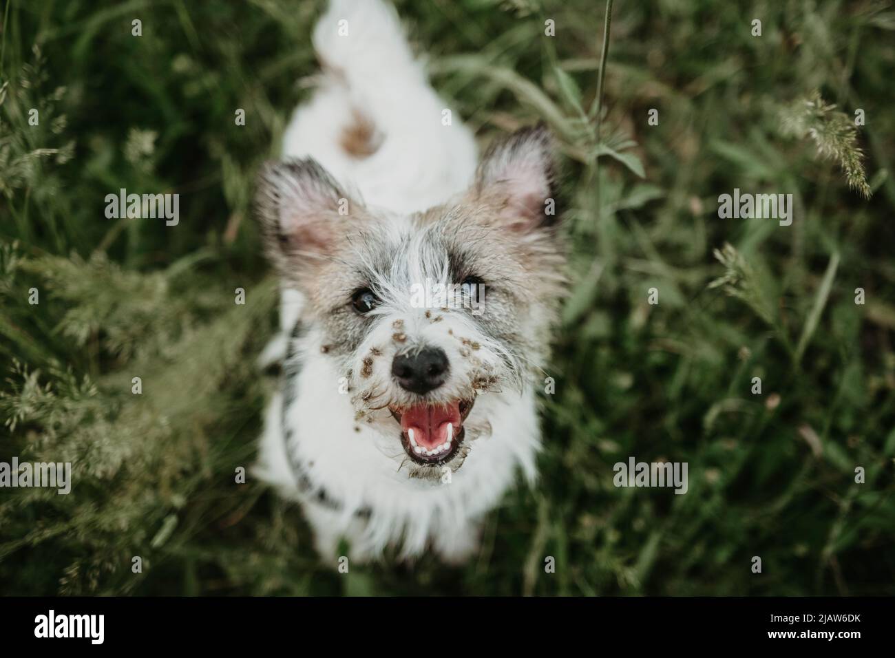 Jack russell puppy dog with  burdock burs on face on green grass Stock Photo