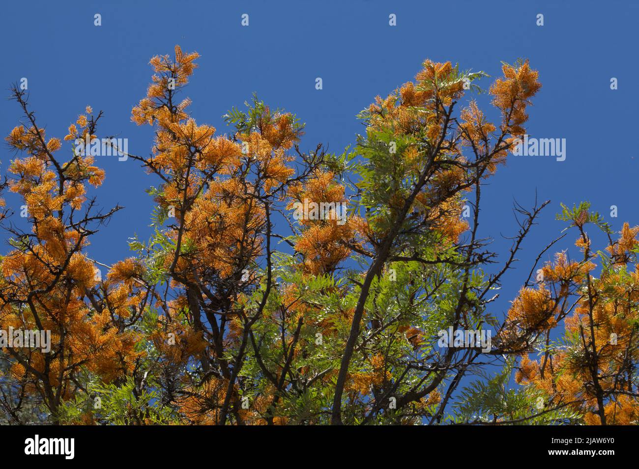 Grevillea robusta, commonly known as the southern silky oak Stock Photo