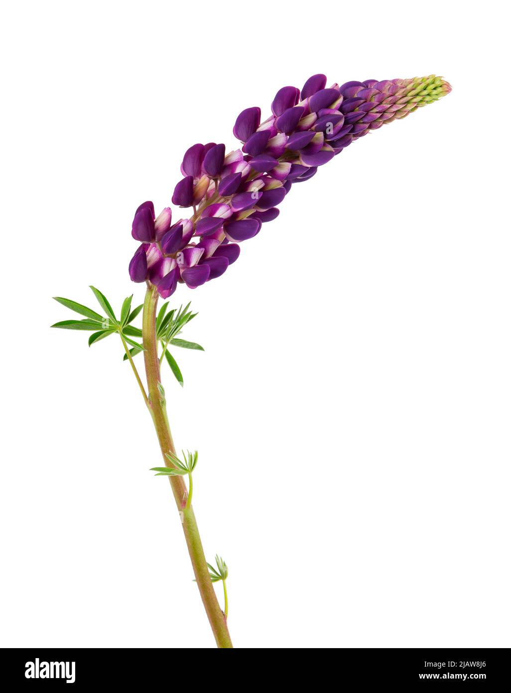 Lupin field Cut Out Stock Images & Pictures Alamy