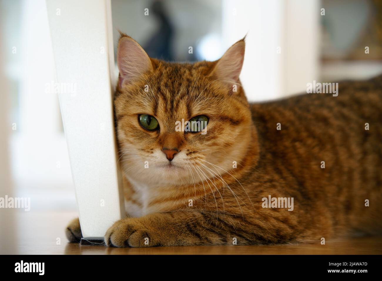Cute British Shorthair Kitten Stock Photo - Alamy
