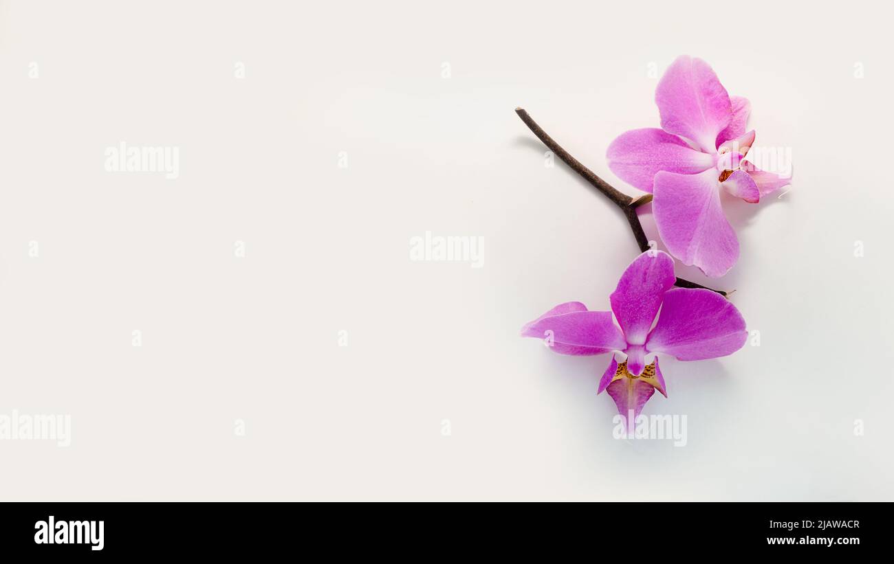 Beautiful branch of pink orchids isolated on a white background banner ...
