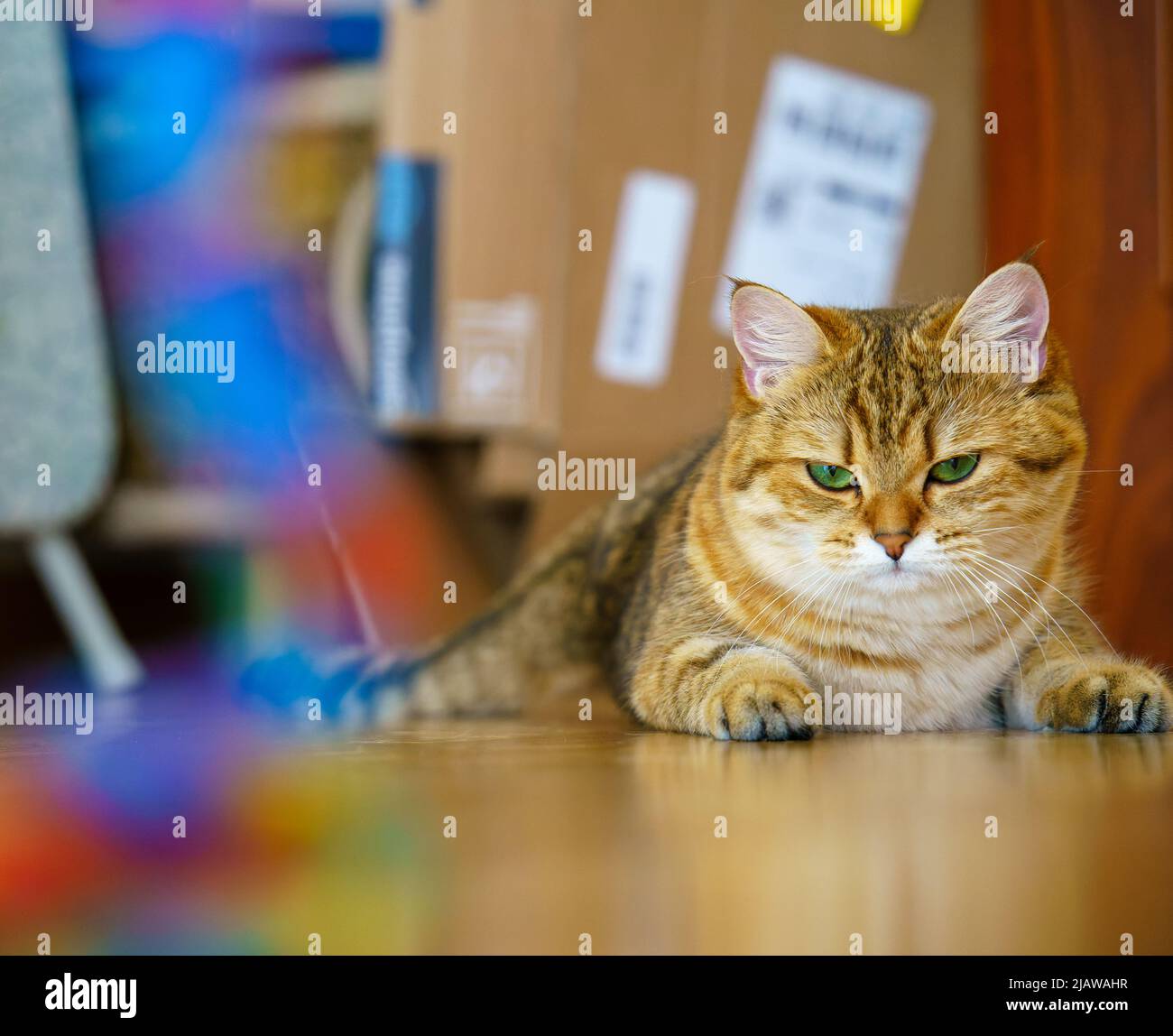 Cute British Shorthair Kitten Stock Photo - Alamy