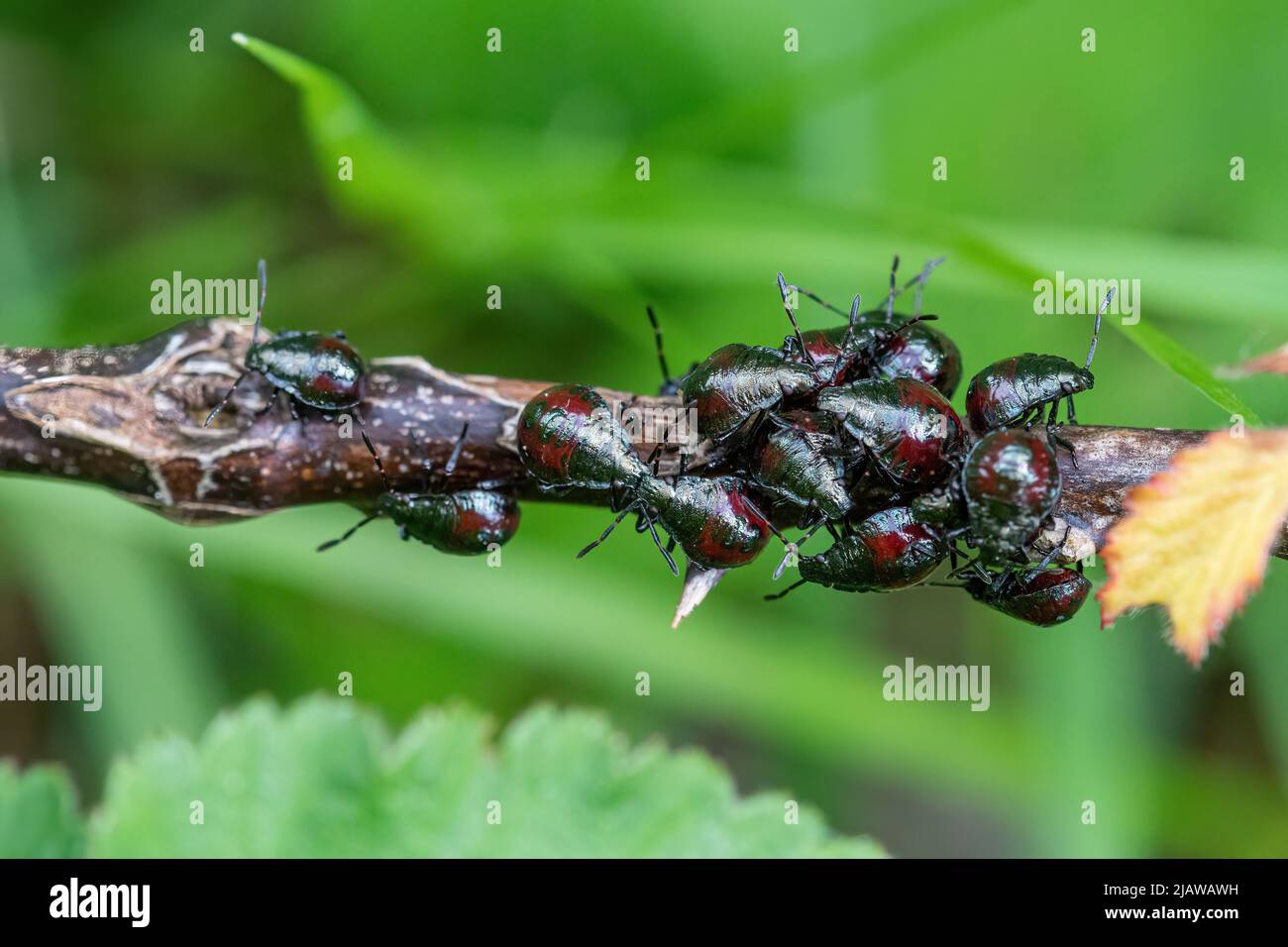 Spiked shieldbug nymphs (Picromerus bidens) on a stem in a Surey woodland, England, UK, during May Stock Photo