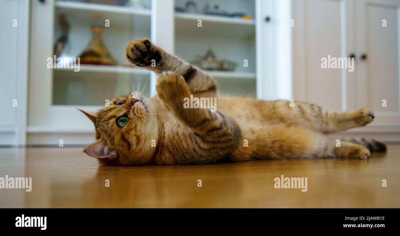 Cute British Shorthair Kitten Stock Photo - Alamy