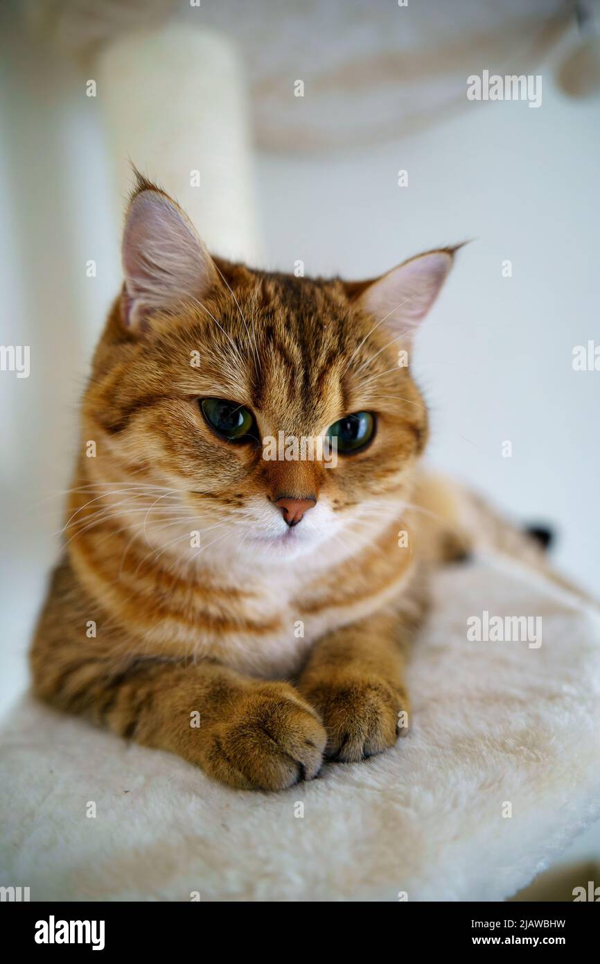 Cute British Shorthair Kitten Stock Photo Alamy