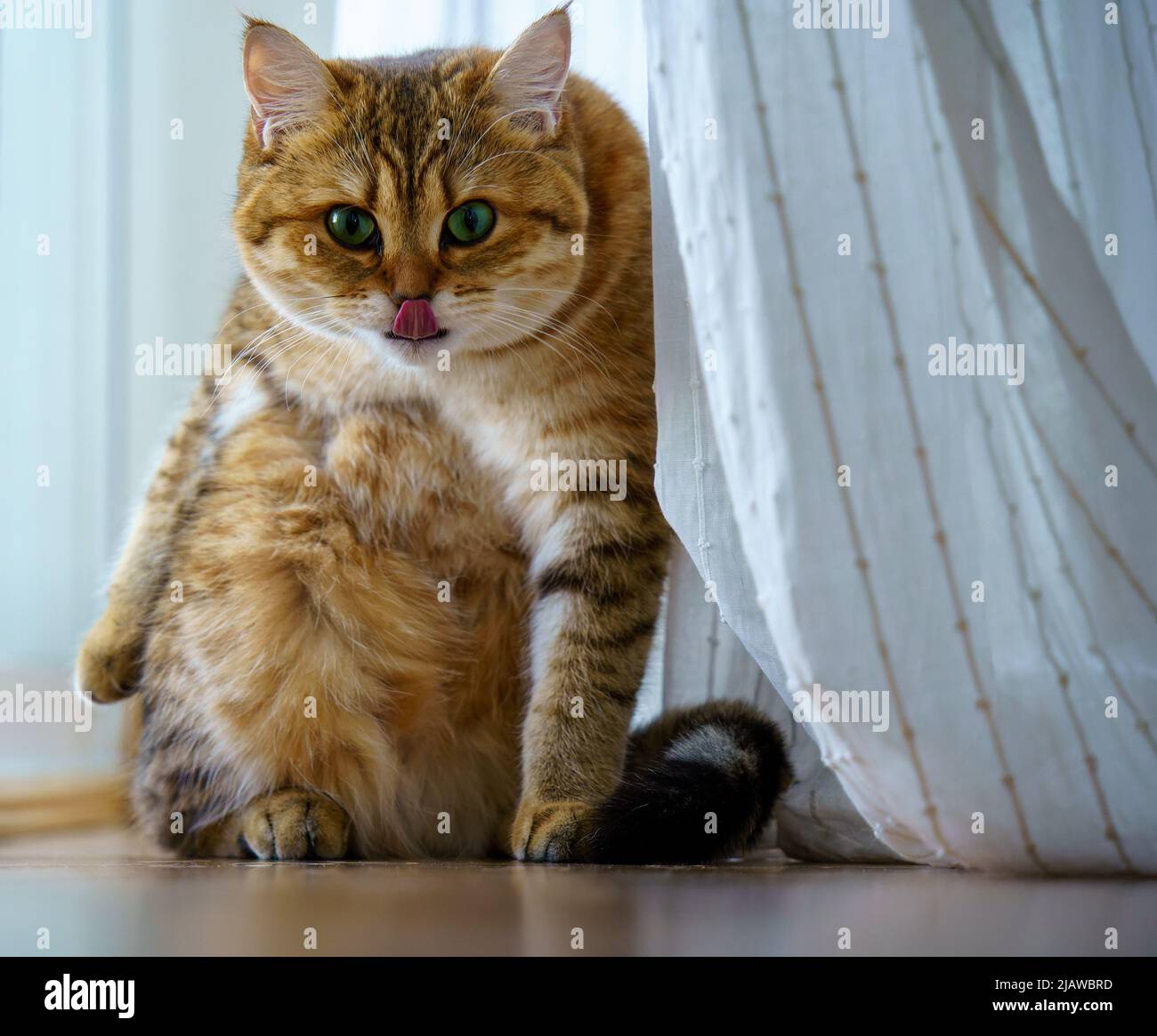 Cute British Shorthair Kitten Stock Photo - Alamy
