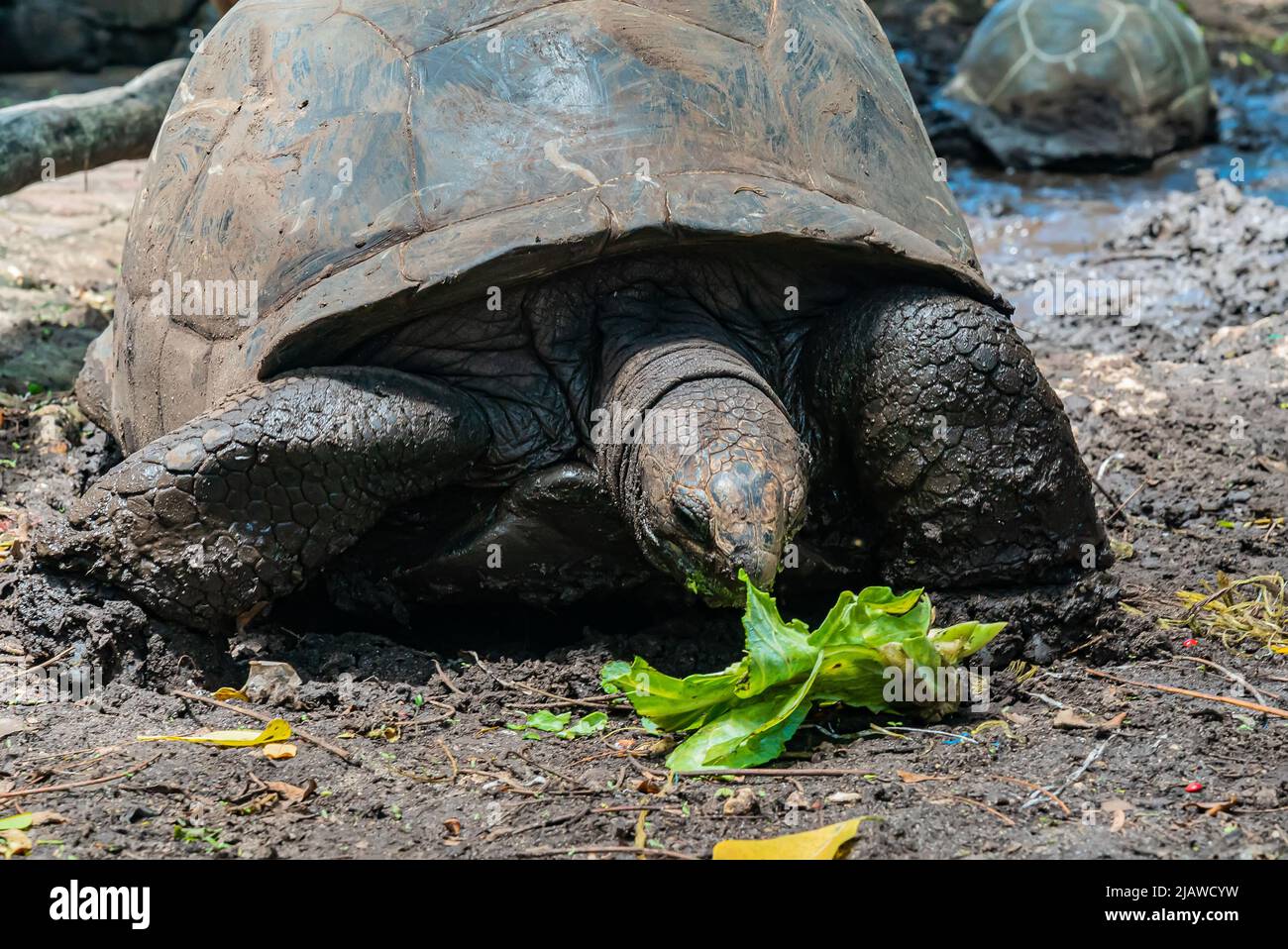 Aldabra giant tortoise eating cabbage, Turtle in Zanzibar, Tanzania